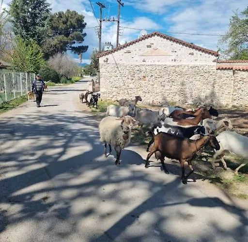 Stone House - πέτρινο Chalet Aliartos